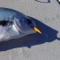 Anna Maria Island Fishing Report: Captain Aaron Lowman-02-16-2014