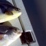 Anna Maria Island Fishing Report: Captain Aaron Lowman-01-29-2014