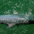 Anna Maria Island Fishing Report: Captain Aaron Lowman-06-23-14