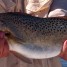 Anna Maria Island Fishing Report: Captain Aaron Lowman-04-15-2014