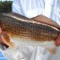 Anna Maria Island Fishing Report: Captain Aaron Lowman-09-01-14