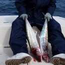 Anna Maria Island Fishing Report – Captain Aaron Lowman -12-12-14
