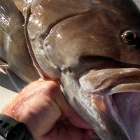 Anna Maria Island Fishing Report – Captain Aaron Lowman -11-25-14