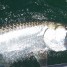 Anna Maria Island Tarpon Fishing – June 25, 2015 – Captain Aaron Lowman