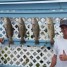 Anna Maria Island Fishing Report – November 23, 2015