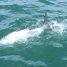 Anna Maria Island Tarpon Fishing – May 21, 2016