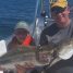 Anna Maria Island Fishing Guide – June 10, 2016