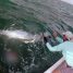 Tarpon Fishing Anna Maria Island- June 30, 2016