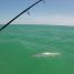 Anna Maria Island Fishing Report – June, 2017