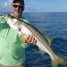 Anna Maria Island Fishing Report-July 2018