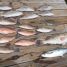 August Tampa Bay Fishing Report-2018
