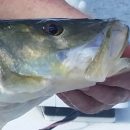 Snook On Artificial Lures- April 2019